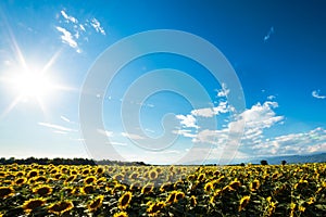 Sunflowers field in a summer day