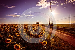 Sunflowers field in a summer day