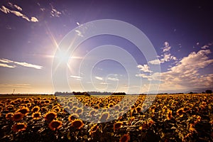 Sunflowers field in a summer day