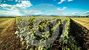 Sunflowers field in a summer day