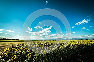 Sunflowers field in a summer day