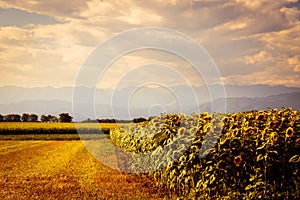 Sunflowers field in a summer day