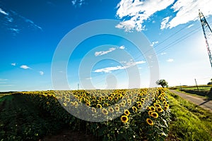 Sunflowers field in a summer day
