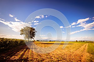 Sunflowers field in a summer day