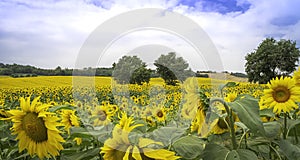 Sunflowers in a field. Summer flowering