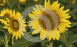 Sunflowers in a field. Summer flowering