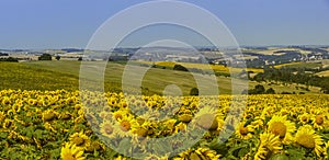 Sunflowers in a field. Summer flowering