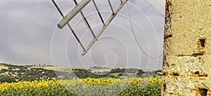 Sunflowers in a field. Summer flowering