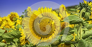 Sunflowers in a field. Summer flowering