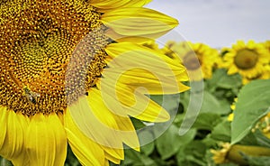 Sunflowers in a field. Summer flowering