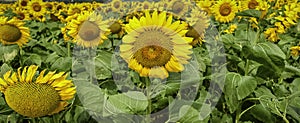 Sunflowers in a field. Summer flowering