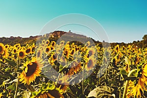 Sunflowers field in summertime