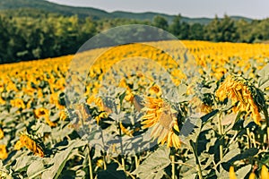 Sunflowers field in summertime, image taken in Tuscany