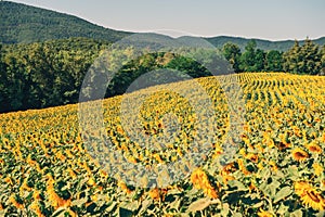 Sunflowers field in summertime, image taken in Tuscany