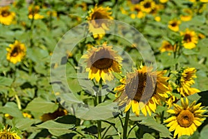 Sunflowers in the field at sunny blue sky day