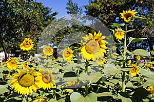 Sunflowers in the field at sunny blue sky day