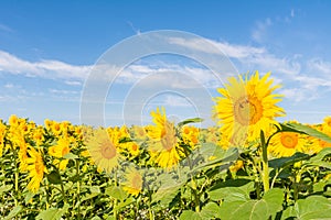 Sunflowers on the field in sunny day