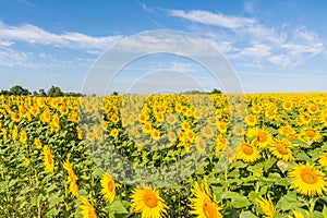 Sunflowers on the field in sunny day