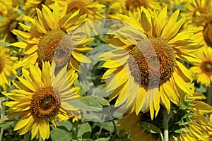 Sunflowers in a field on a sunny day