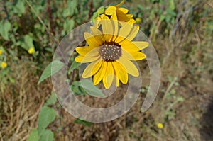 Sunflowers in a field on a sunny day