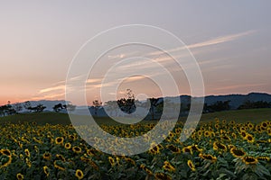 Sunflowers field before sunset