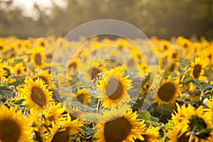 Sunflowers field at sunset close to national park gornje podunavlje photo