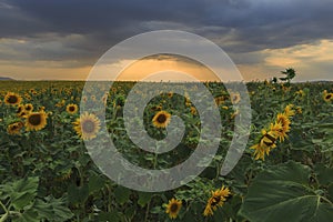 Sunflowers field at sunset in the mountains