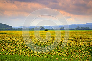 Sunflowers field sunset