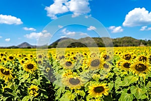 Sunflowers in field of Thailand