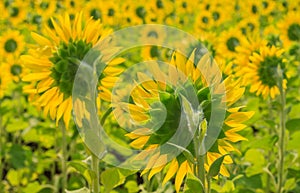 Sunflowers field in Thailand