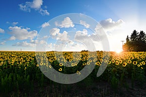 Sunflowers in a field under blue skies