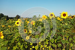 Sunflowers field under blue sky.