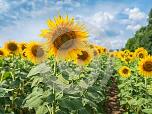 Sunflowers on a field under the blue sky