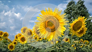 Sunflowers on a field under the blue sky