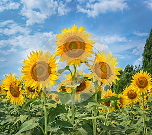 Sunflowers on a field under the blue sky