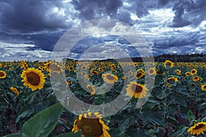 Sunflowers field under dramatic stormy skies