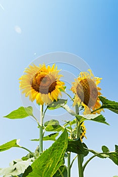 Sunflowers in field under sun in blue sky