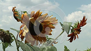 Sunflowers field unripe