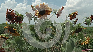 Sunflowers field unripe