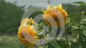 Sunflowers field unripe