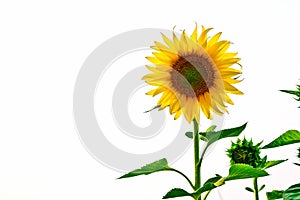 Sunflowers in field with white blackground, Thailand