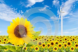 Sunflowers field with wind turbine and blue sky