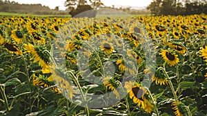 Sunflowers in the field ,yellow blossom flower in the garden