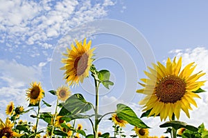 Sunflowers fields 02