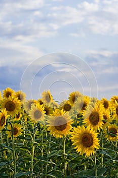 Sunflowers fields 03