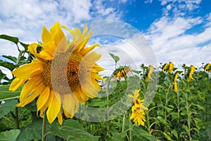 Sunflowers fields against blue sky