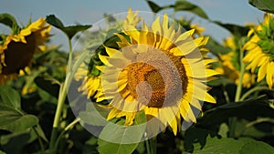 Sunflowers. Fields with sunflowers in the summer.