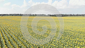 Sunflowers fields at sunny day. Agronomy and agribusiness. Beautiful countryside landscape. Agriculture environmental protection.