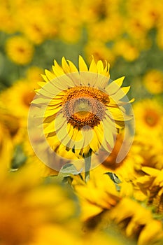 Sunflowers, Flower