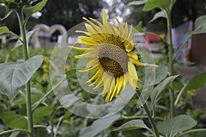 sunflowers at the flower park tempat